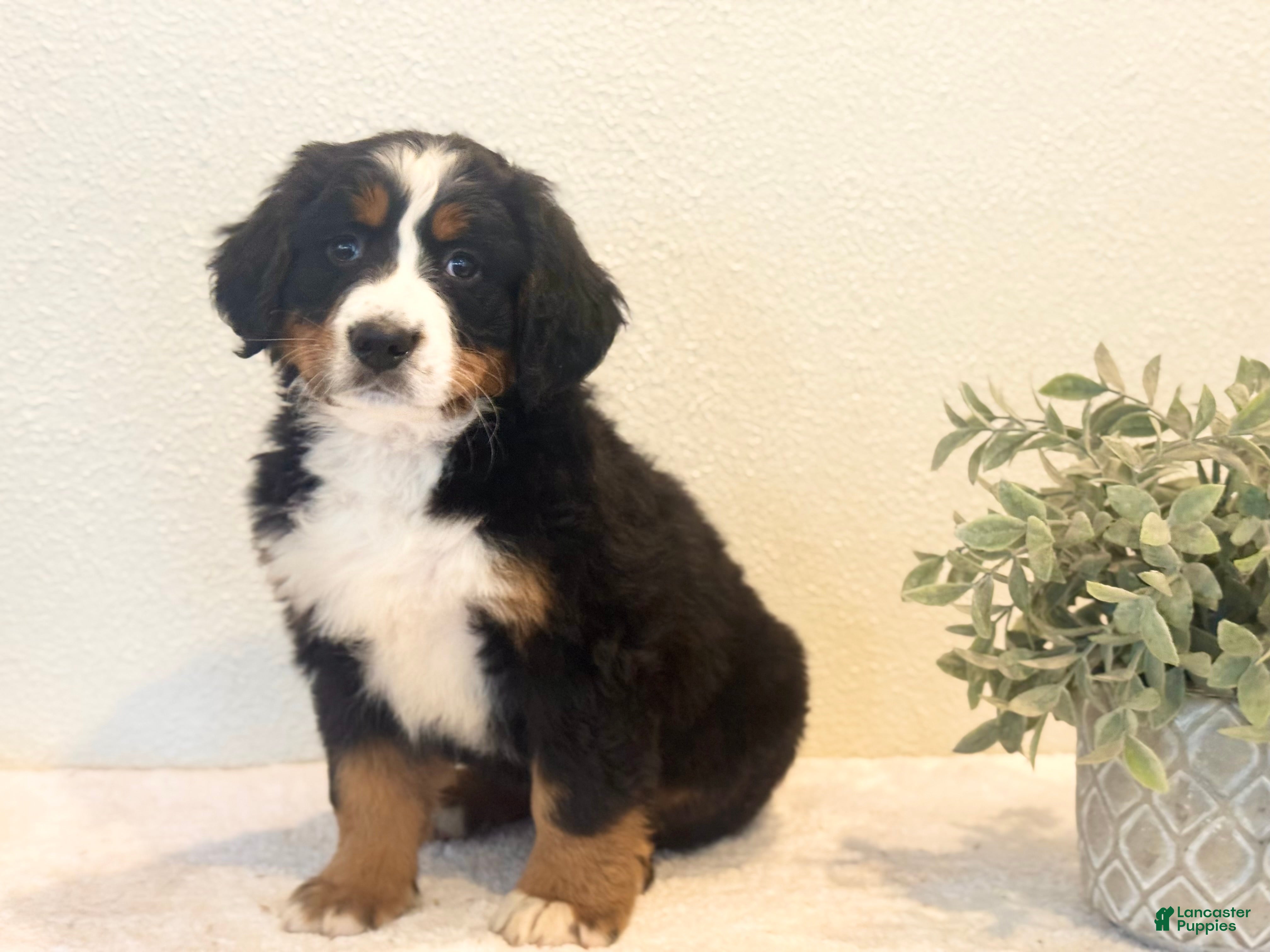 Bernese Mountain Dog dogs Chloe - Ad 17