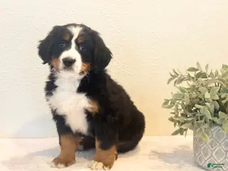 Bernese Mountain Dog dogs Chloe - Ad 17