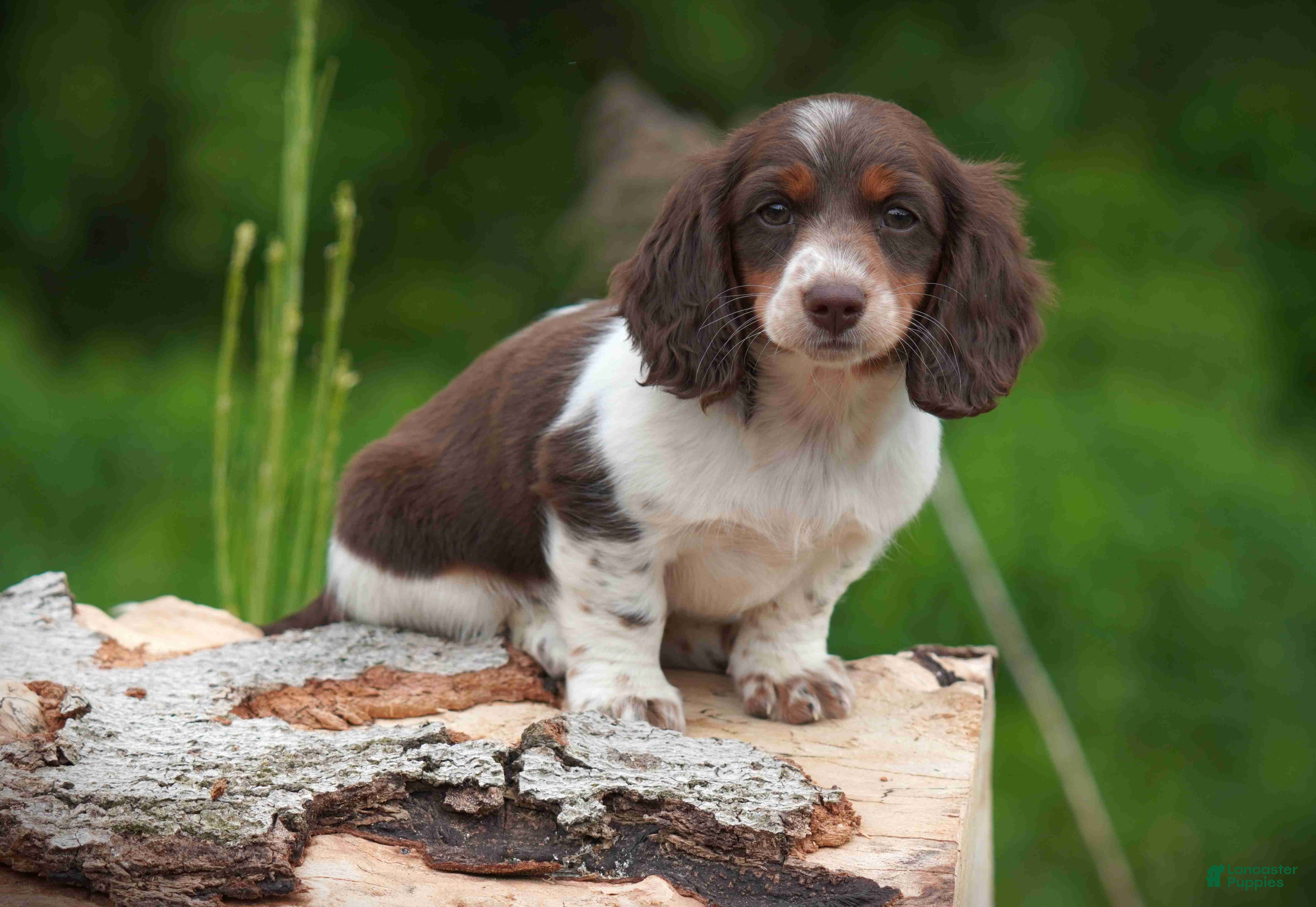 Miniature Dachshund dogs Mandi - Ad 1