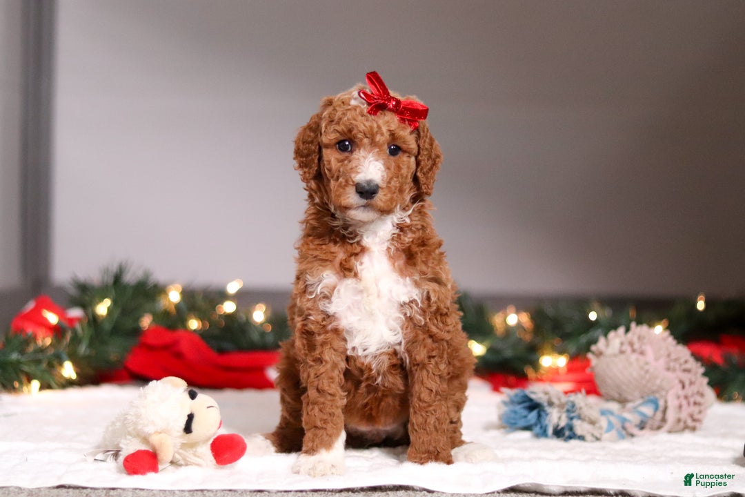 Standard Poodle dogs for sale: Rosie - Ad 3