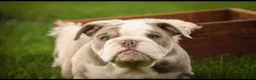 English Bulldog dogs for sale: Nate English Bulldog Puppy  - Ad 3