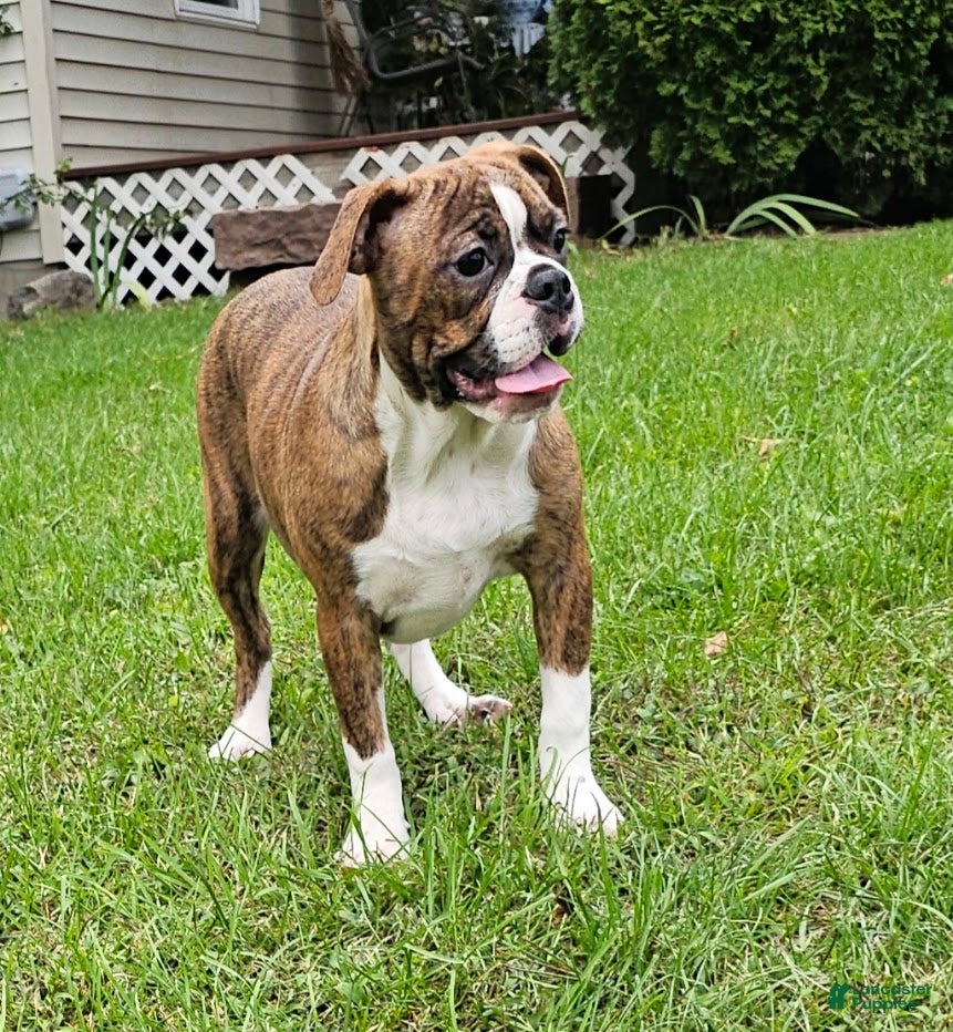 Mixed Breed dogs SALE! Mini Boxer - Ad 17