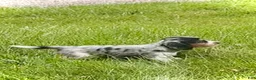 Miniature Dachshund dogs for sale:  LIL' PEPPERJACK - Ad 3