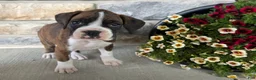 Boxer dogs for sale: Daphne - Ad 3
