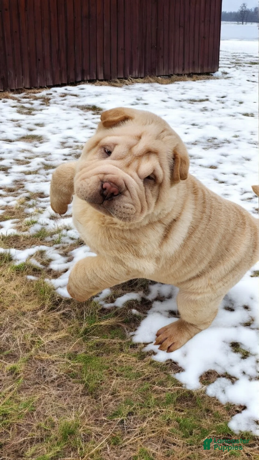 Shar Pei dogs for sale: Flurries mini  - Ad 23