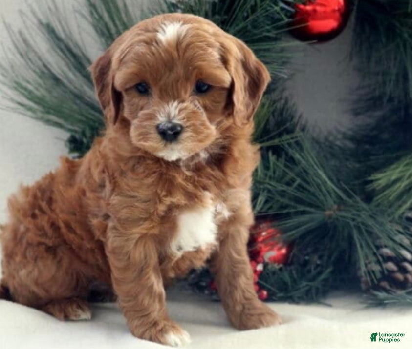 Cavapoo dogs Brody - Ad 28