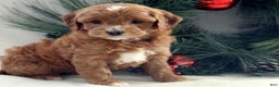 Cavapoo dogs for sale: Brody - Ad 1