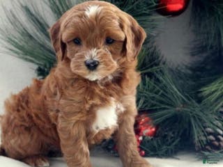 Cavapoo dogs Brody - Ad 8