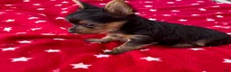 Yorkshire Terrier dogs for sale: Spoiled Male Yorkie - Ad 2