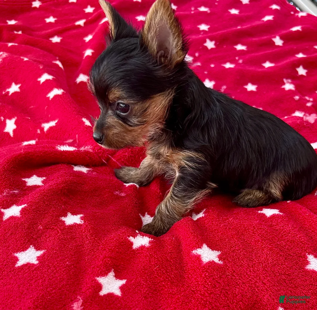 Yorkshire Terrier dogs for sale: Spoiled Male Yorkie - Ad 2