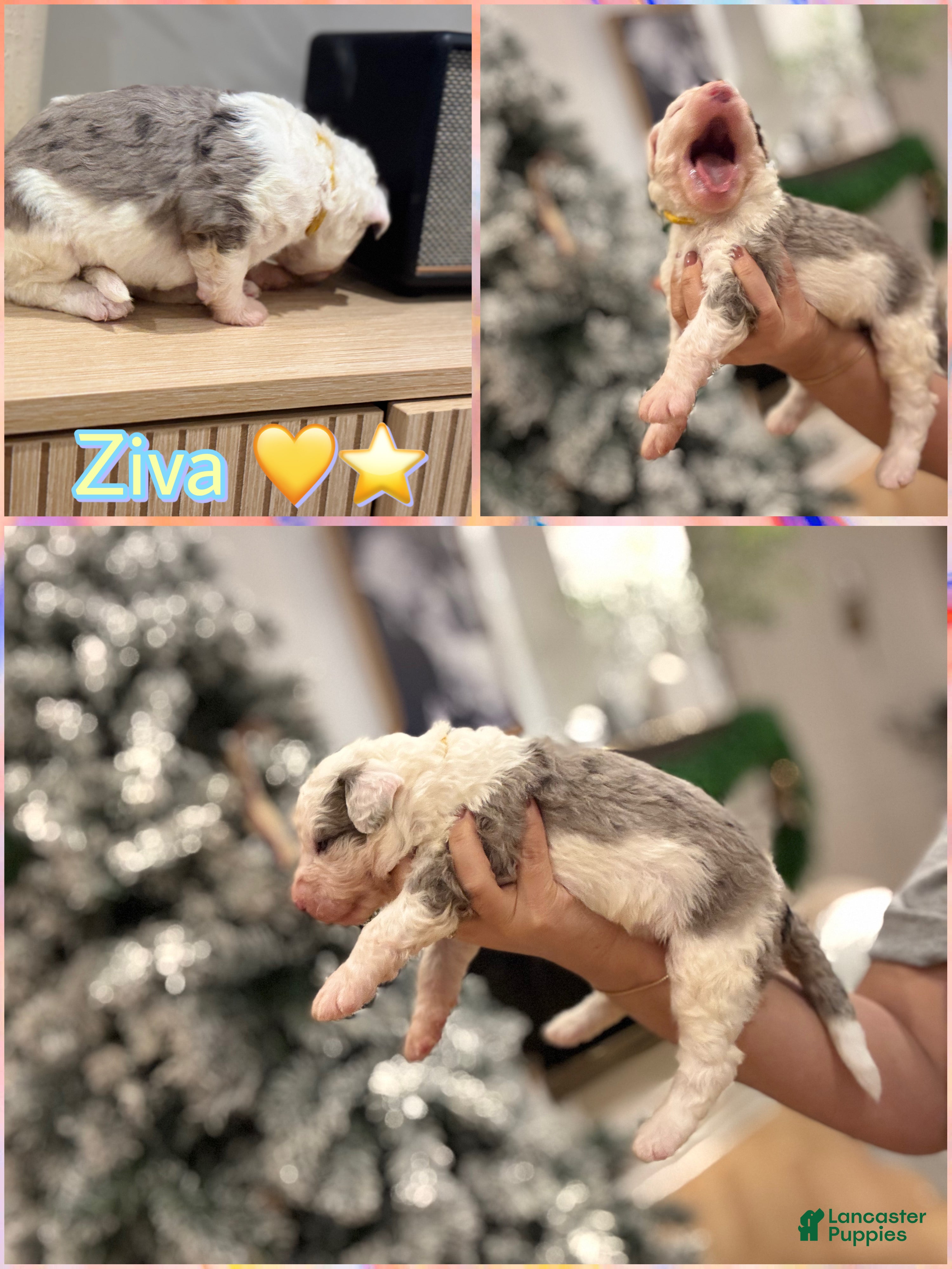 Bernedoodle dogs Ziva - Ad 6