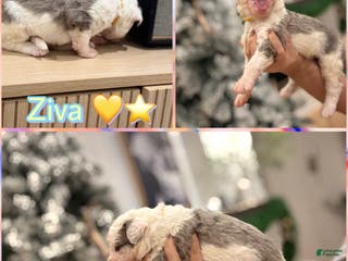 Bernedoodle dogs Ziva - Ad 41