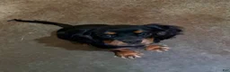 Cavalier King Charles Spaniel dogs for sale: Cavalier King Charles Spaniel 1 - Ad 4