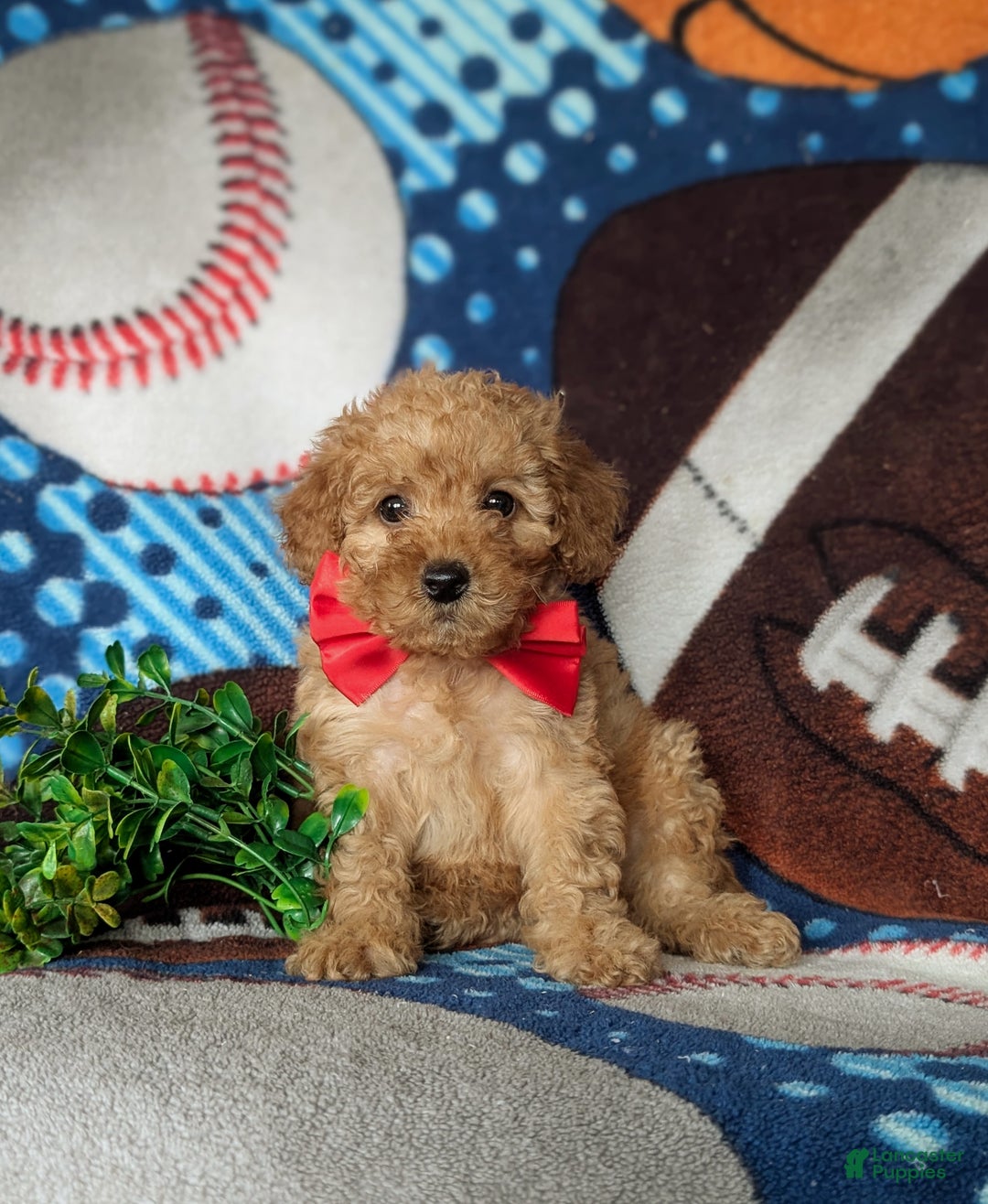 Cavapoo dogs for sale: Wendell Hypoallergenic - Ad 2