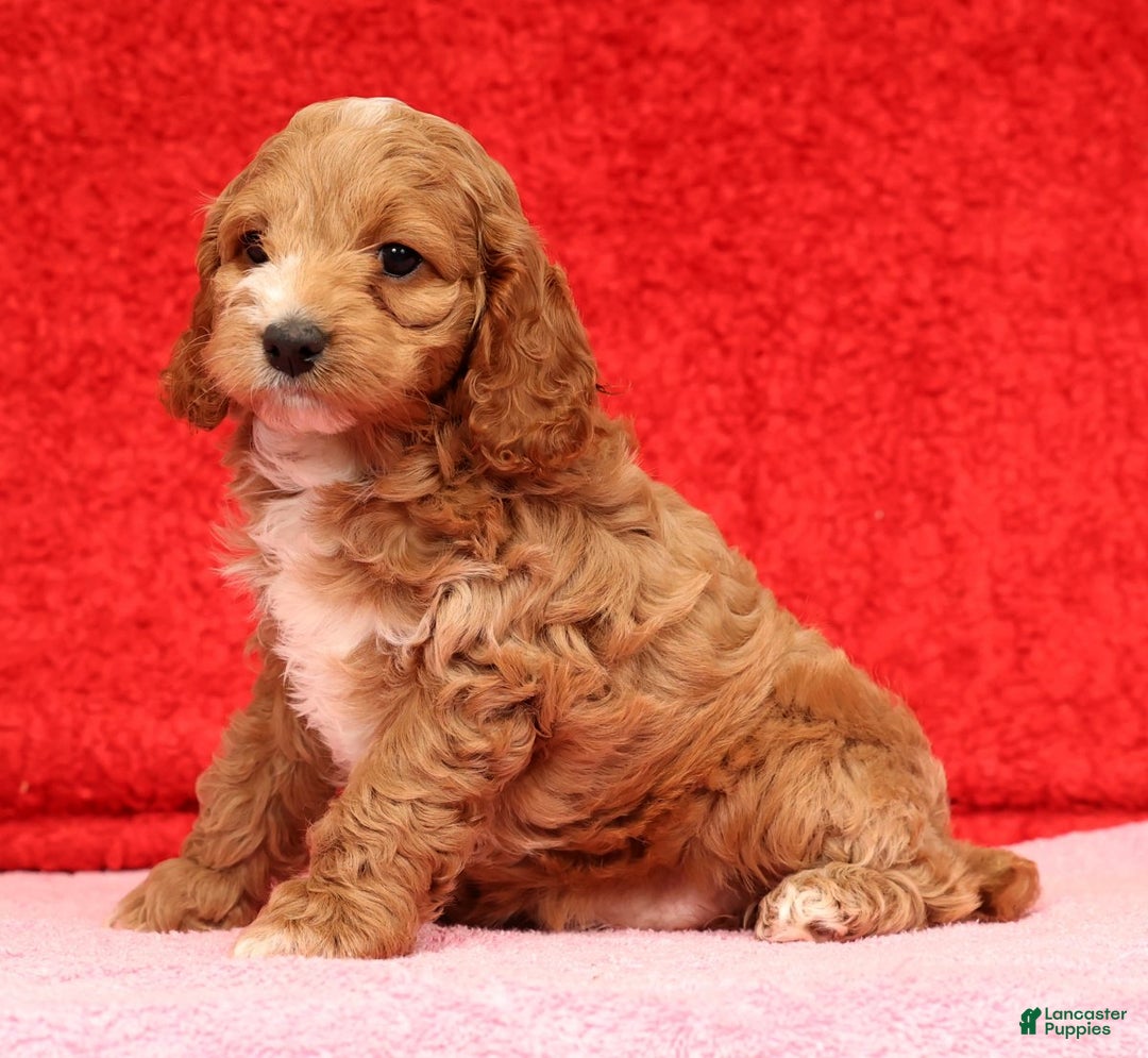Cockapoo dogs for sale: Pearl - Ad 3