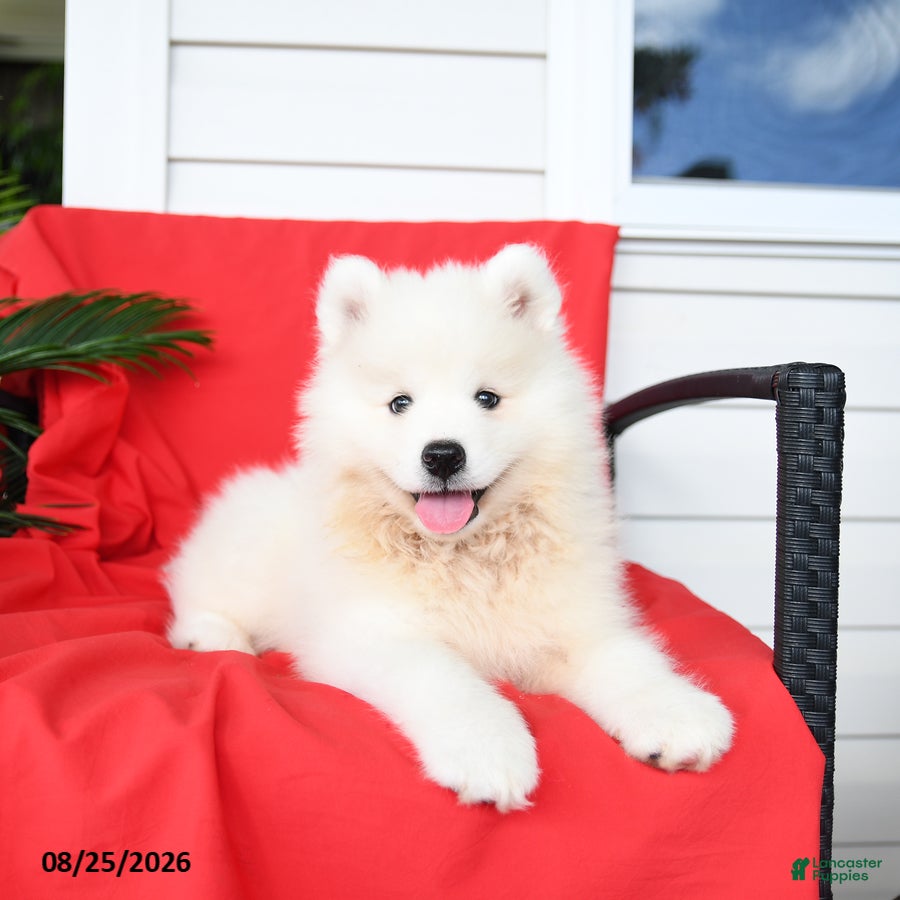 Samoyed dogs Lazer - Ad 2