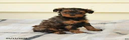 Yorkiepoo dogs for sale: Cecilia - Ad 4