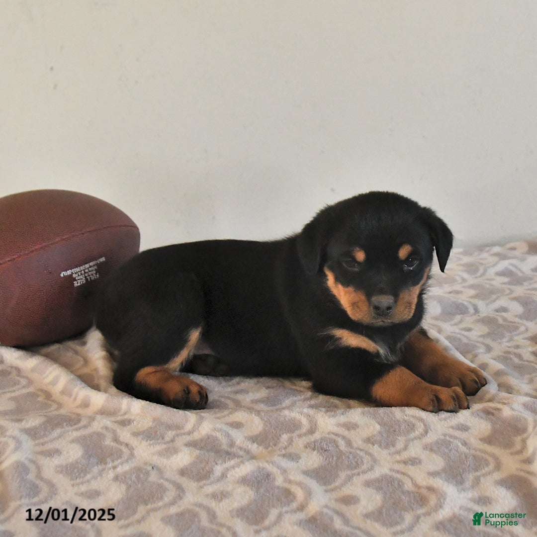 Rottweiler dogs for sale: Nadine - Ad 3