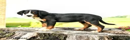 Greater Swiss Mountain Dog dogs for sale: Hartman - Ad 1