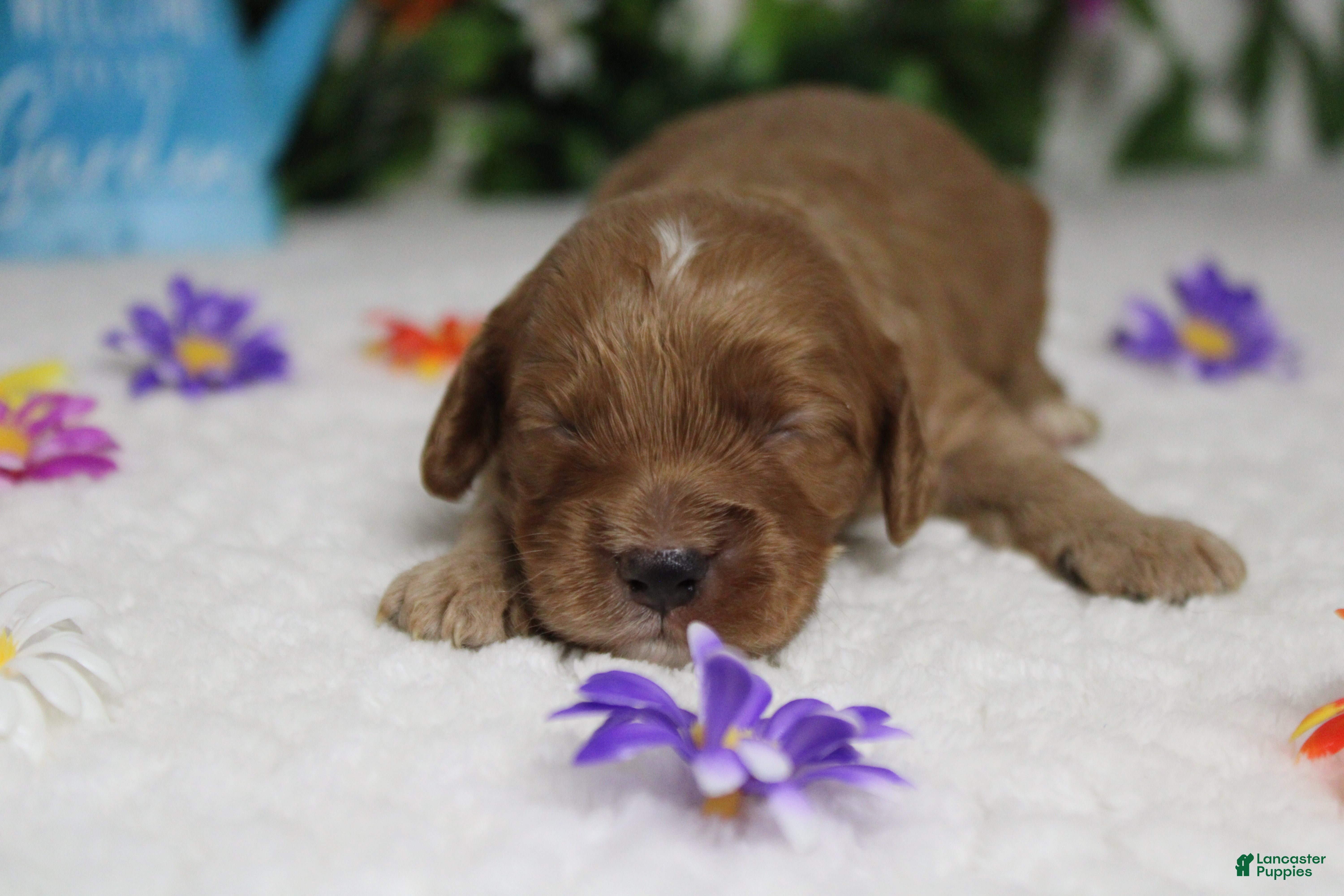 Cockapoo dogs Sherbet - Ad 19