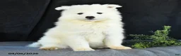 Samoyed dogs for sale: Darla - Ad 3