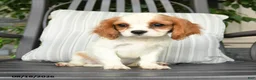 Cavapoo dogs for sale: Cheddar - Ad 5