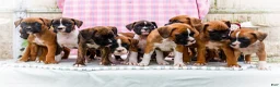 Boxer dogs for sale: Moonlight - Ad 9