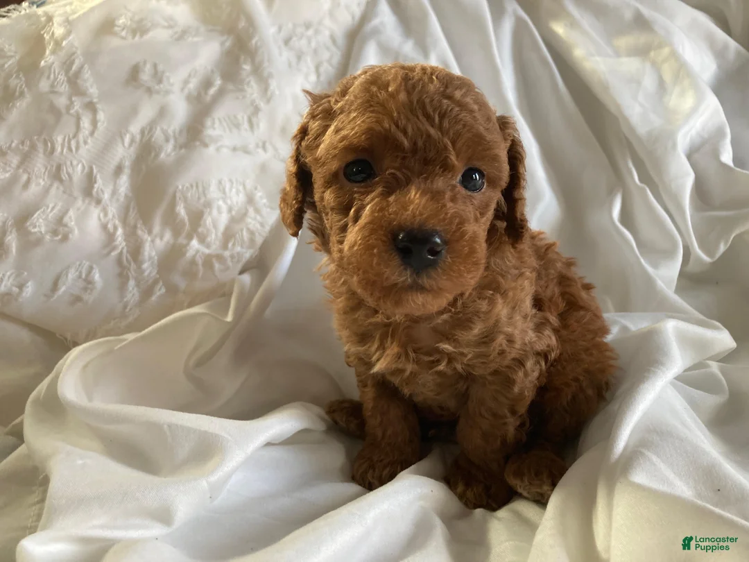 Miniature Poodle dogs for sale: Rajo - Ad 1