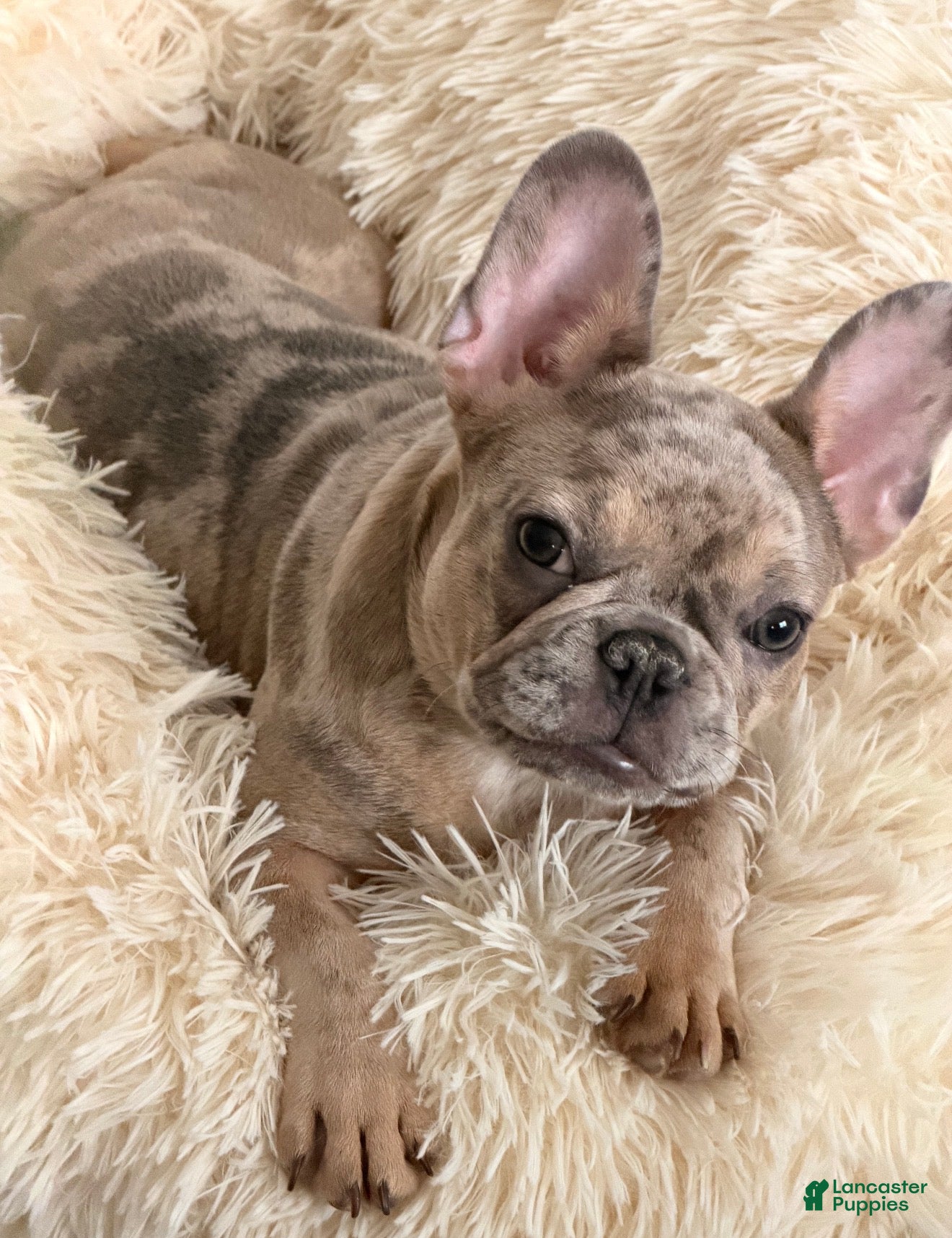 French Bulldog dogs Bailey - Ad 2