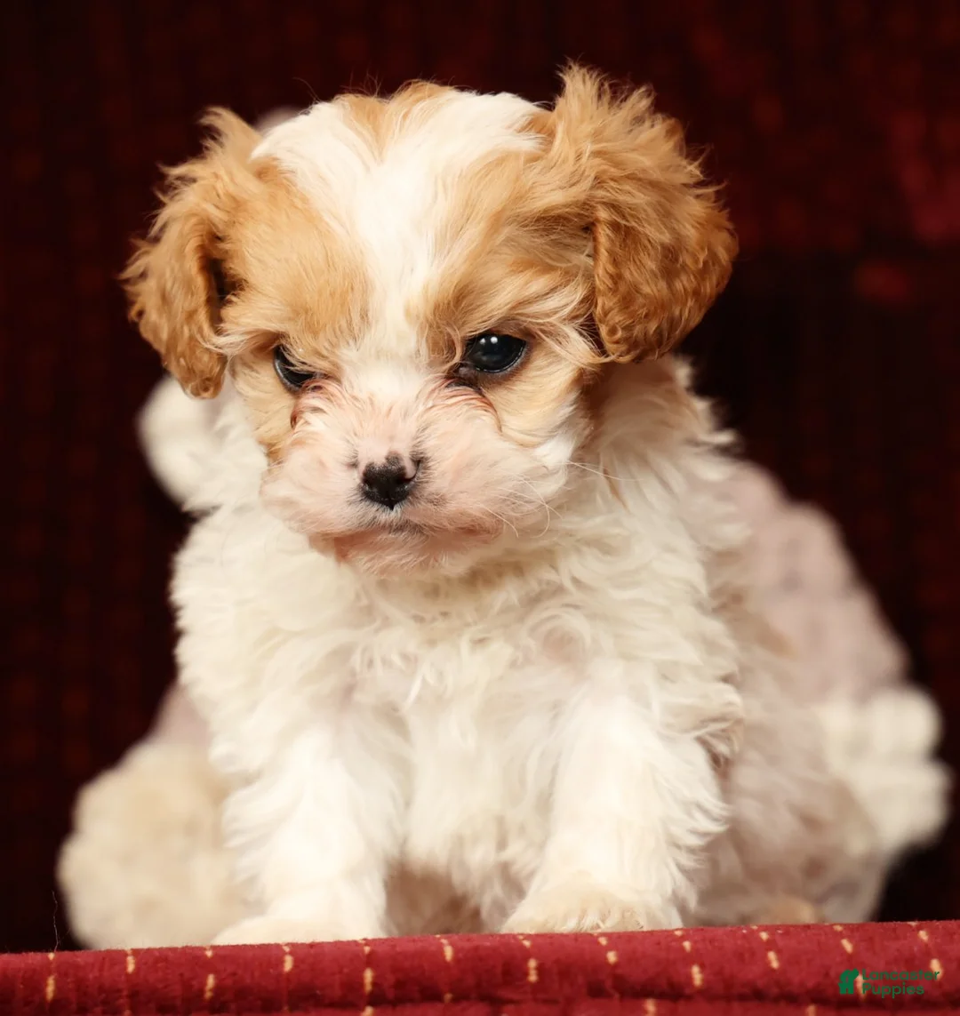 Cavalier King Charles Spaniel dogs for sale: Heidi - Ad 5