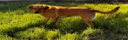 Labrador Retriever dogs for sale: Labrador Retriever 6 - Ad 2