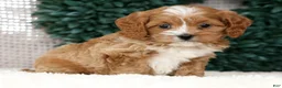 Cavapoo dogs for sale: Nolan - Ad 1