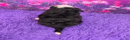 Mini Bernedoodle dogs for sale: Hailey - Ad 4