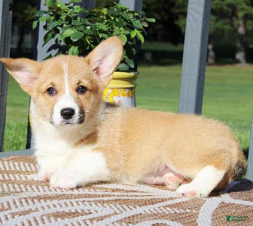 Welsh Corgi Pembroke dogs for sale: Sasha - Ad 2