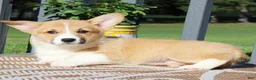Welsh Corgi Pembroke dogs for sale: Sasha - Ad 2