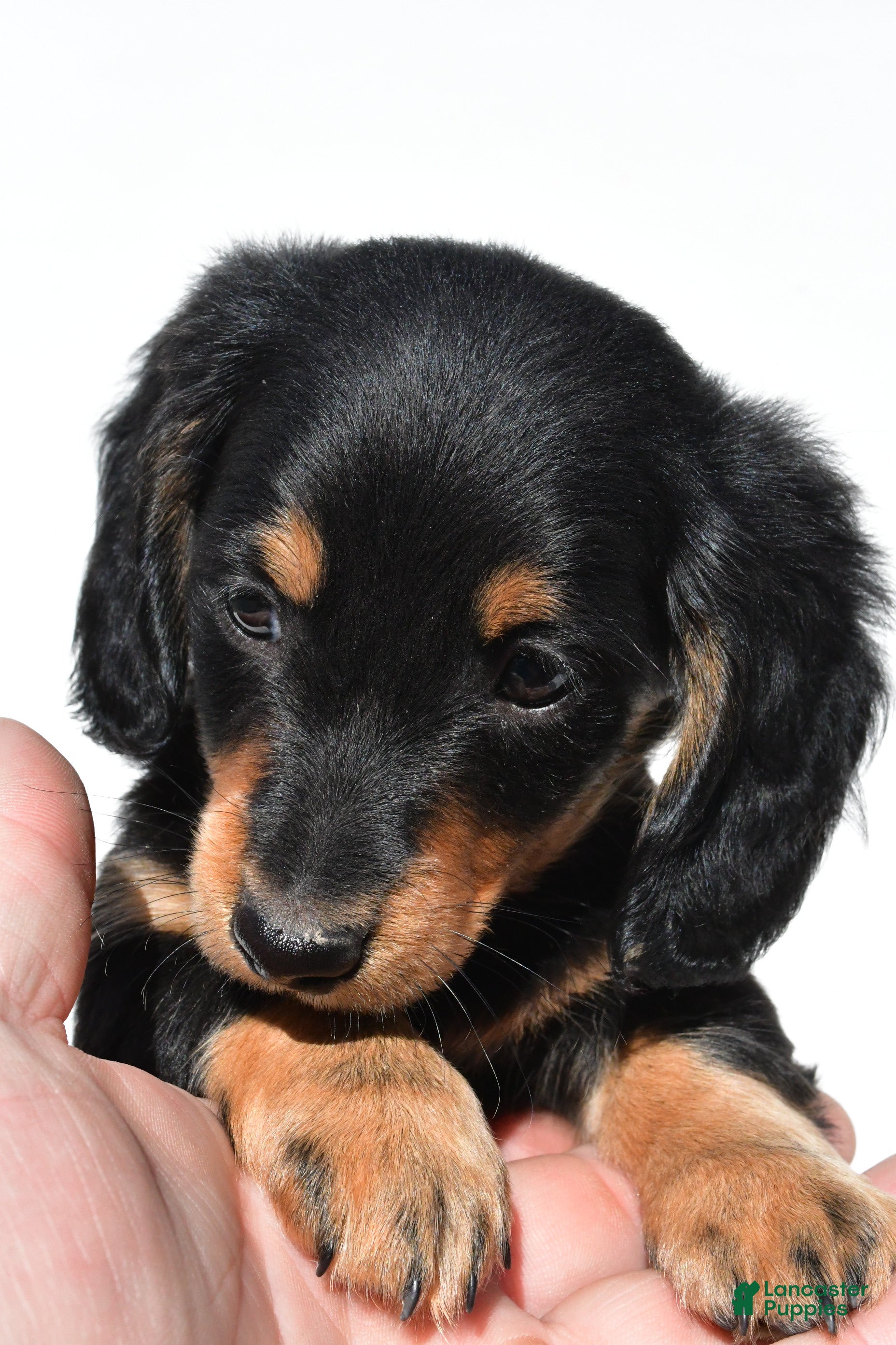Miniature Dachshund dogs for sale: Alex - Ad 3