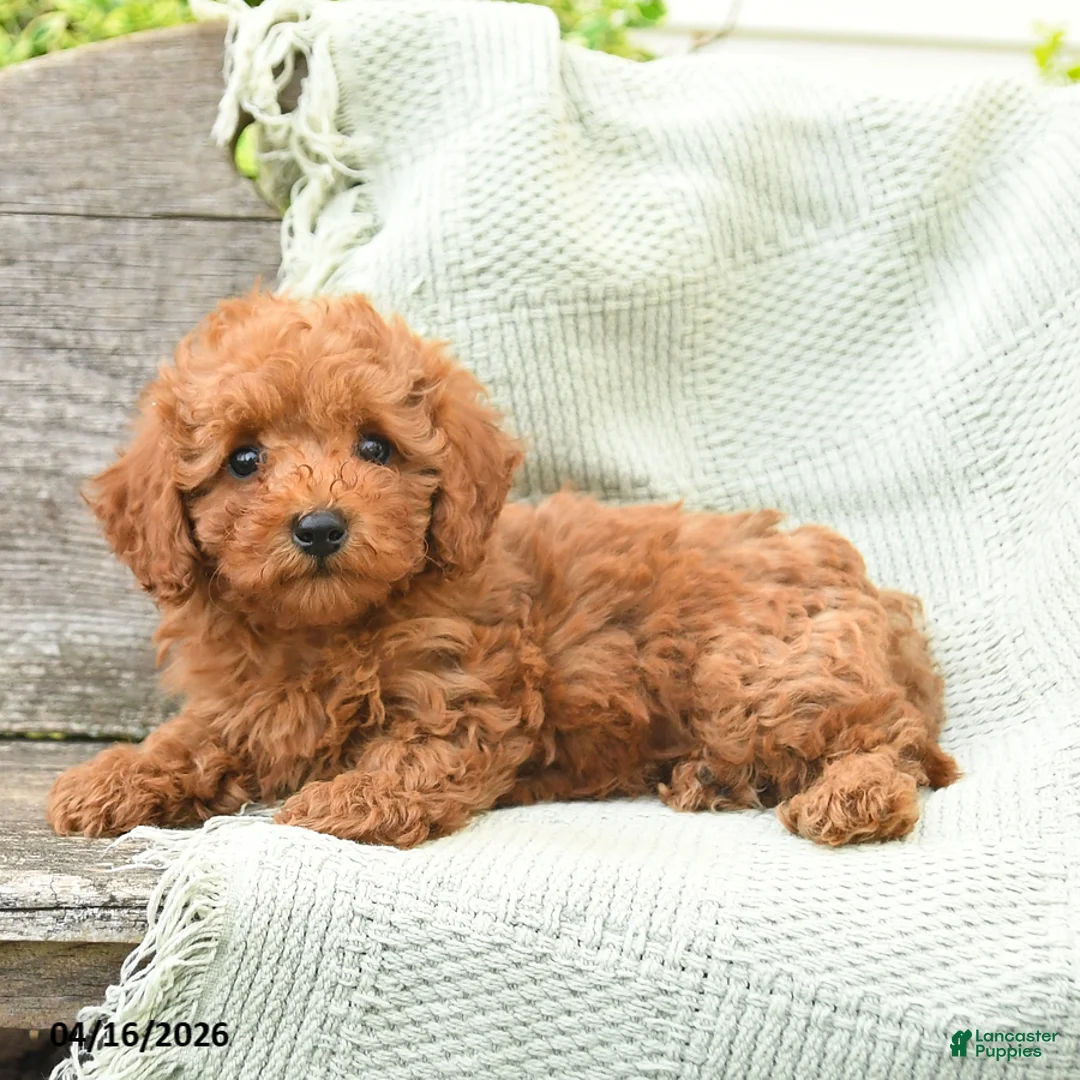 Miniature Poodle dogs for sale: Newt - Ad 2