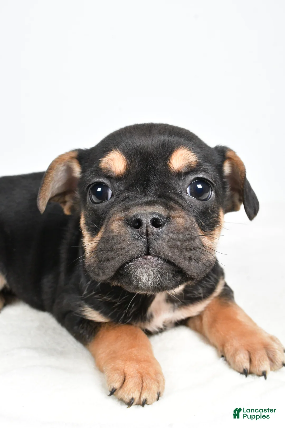 Beabull dogs for sale: Maggie - Ad 3