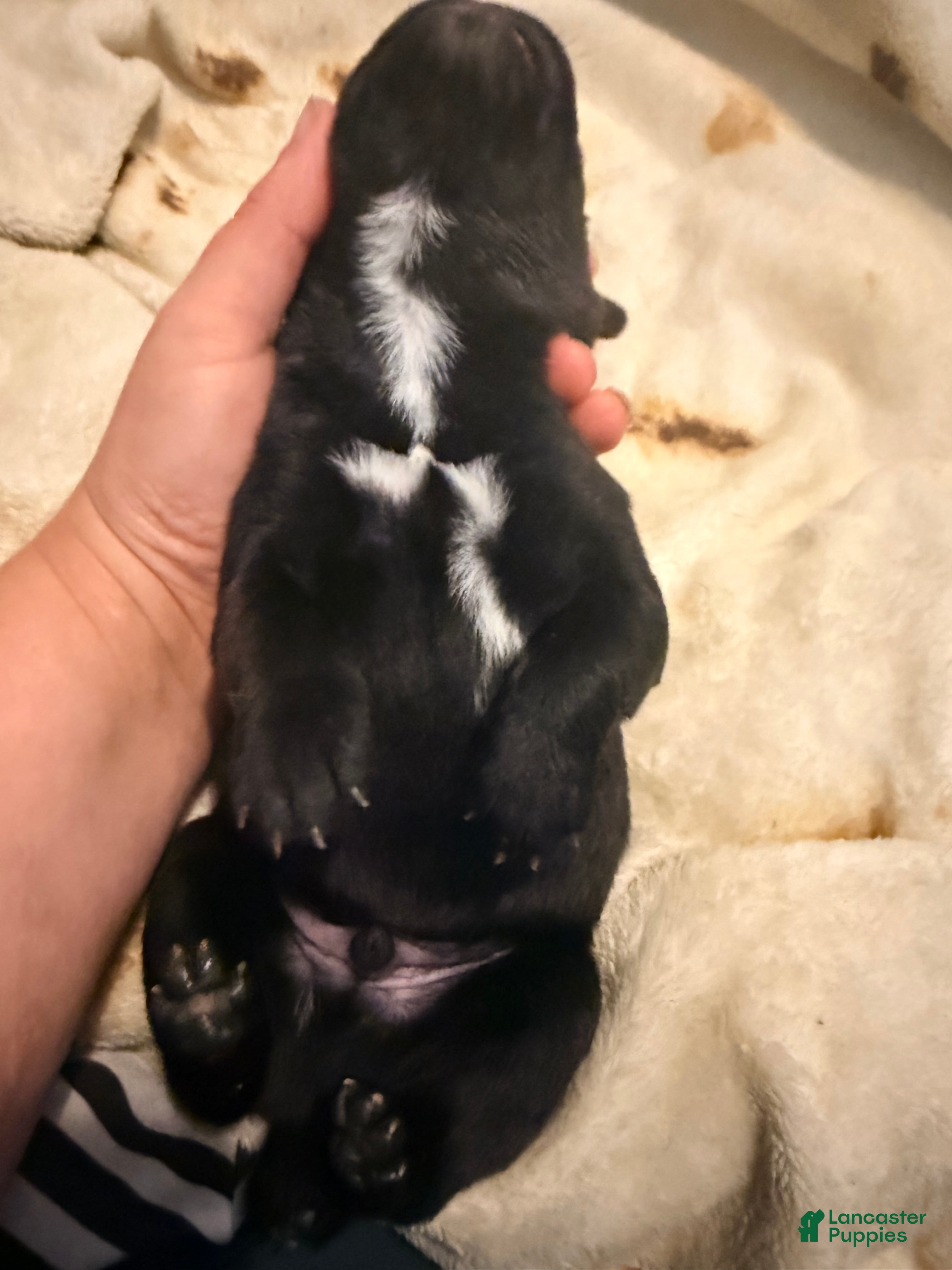 Cane Corso dogs Crowley AKC - Ad 5