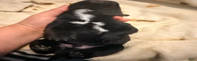 Crowley AKC