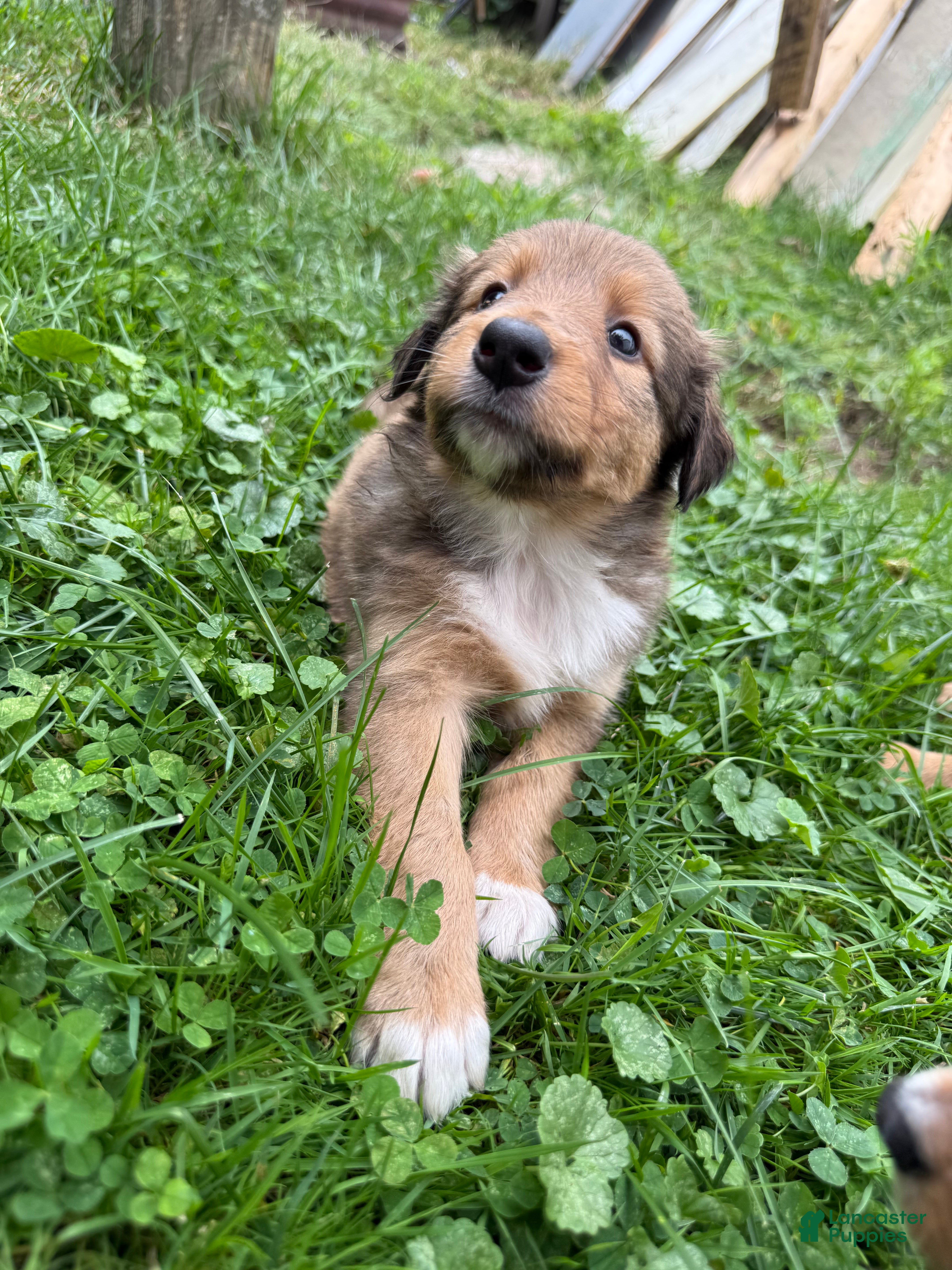Mixed Breed dogs Miley - Ad 1