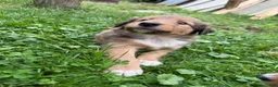 Mixed Breed dogs for sale: Miley - Ad 1