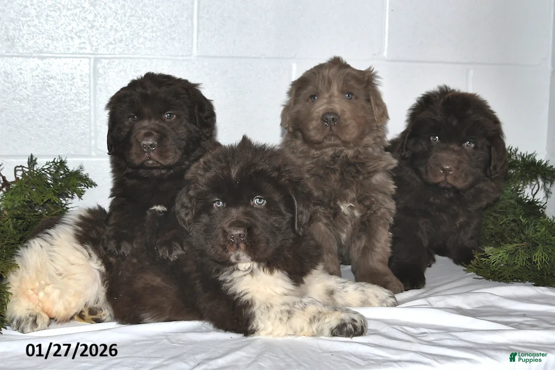 Newfoundland dogs for sale: Nilson - Ad 3
