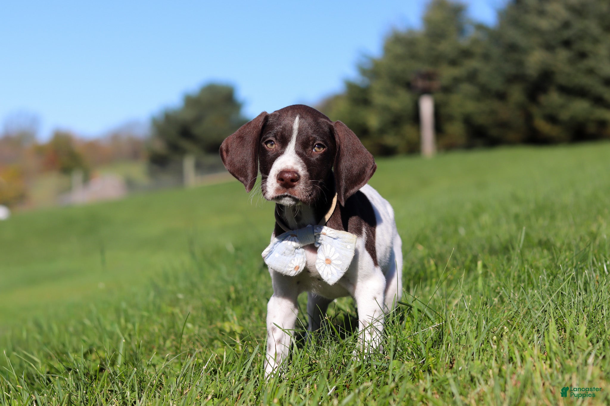 German Shorthaired Pointer dogs Ammo - Ad 1