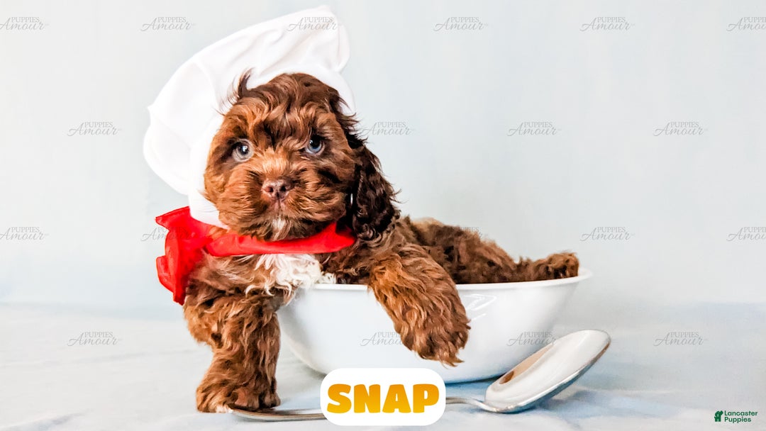 Cockapoo dogs for sale: Snap - Ad 10