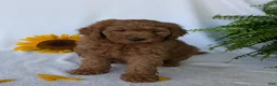 Goldendoodle dogs for sale: Lolly  - Ad 10