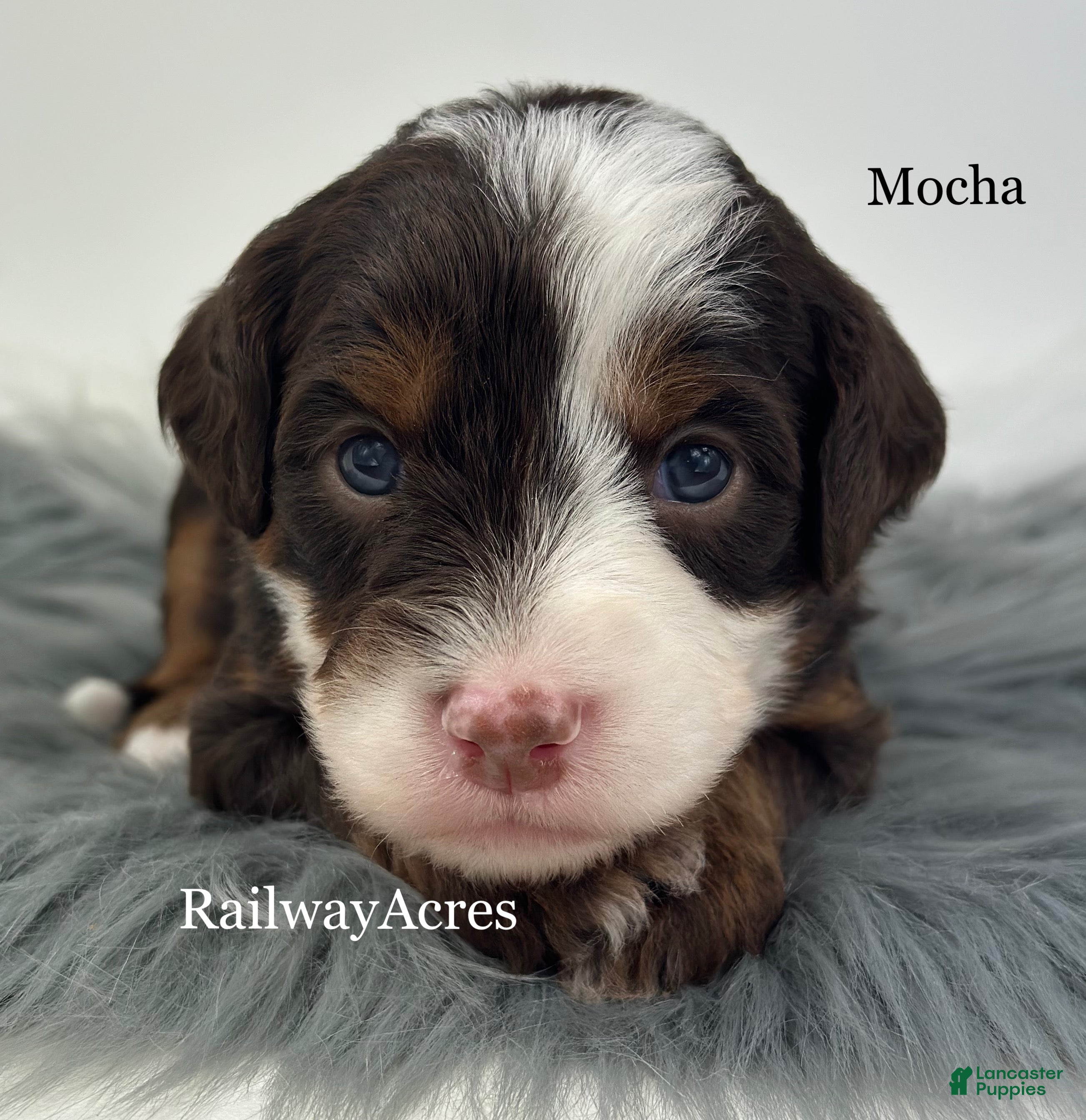 Mini Bernedoodle dogs Mocha - Ad 40