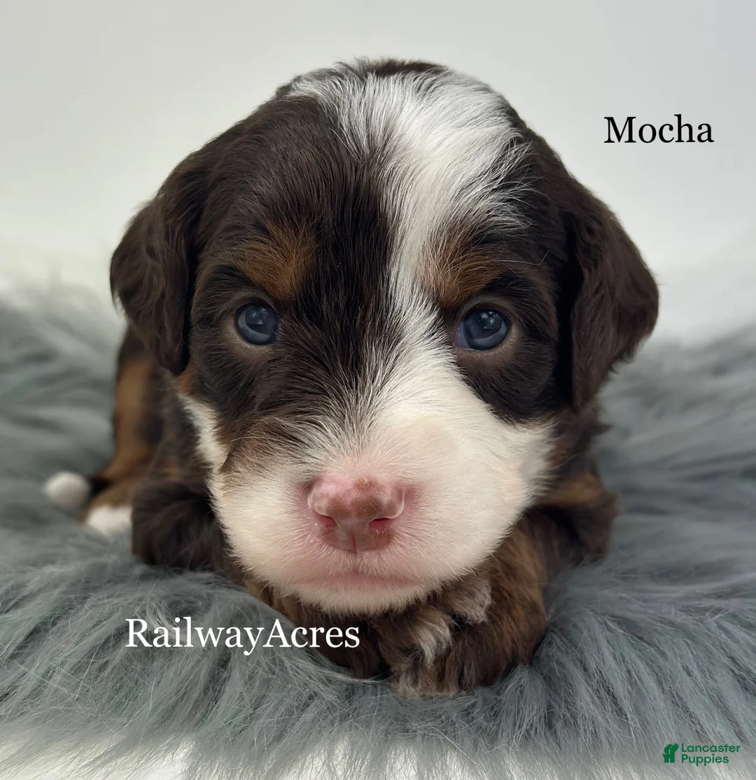 Mini Bernedoodle dogs for sale: Mocha - Ad 1