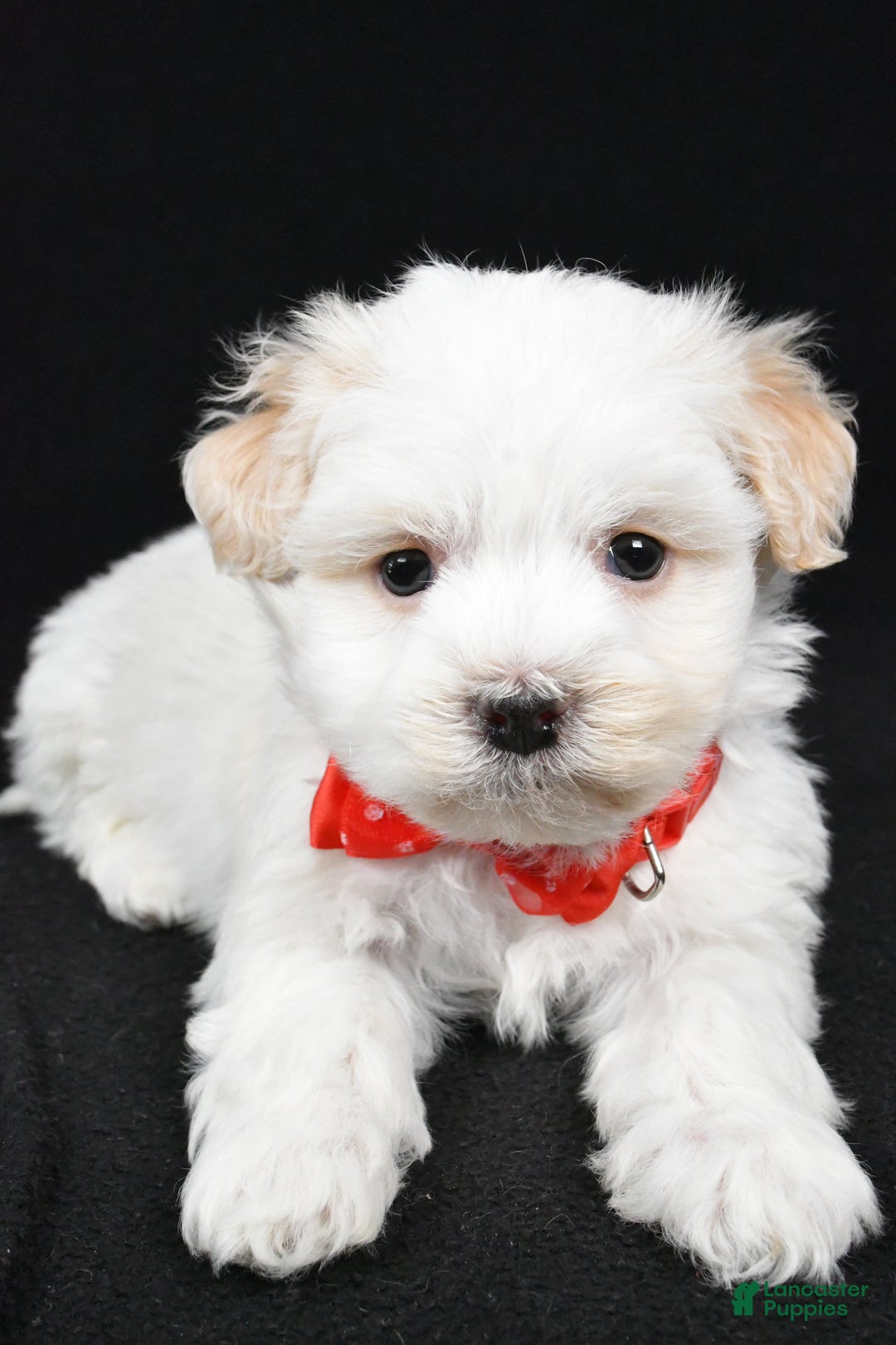 Havanese dogs for sale: Dell - Ad 4