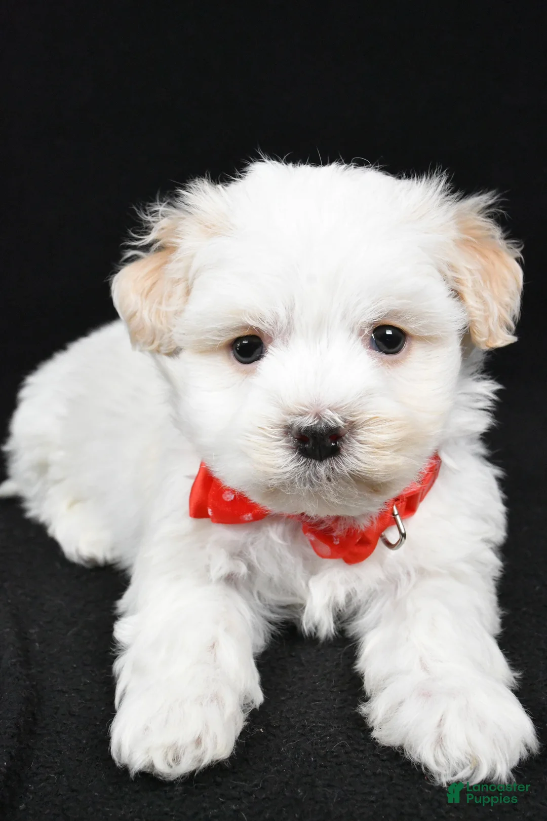 Havanese dogs for sale: Dell - Ad 4